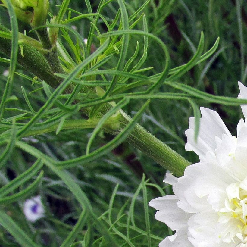 Schmuckkörbchen Double Click Snow Puff (Samen) - Cosmos (Laub)