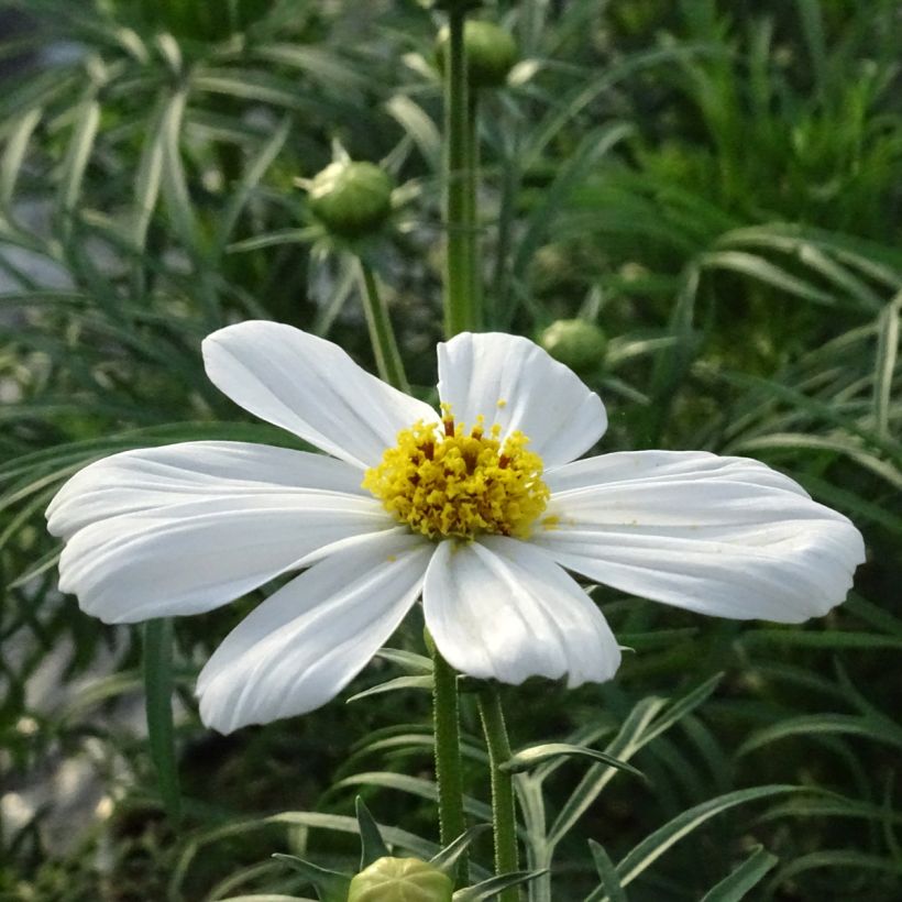 Schmuckkörbchen Sonata White - Cosmos (Blüte)