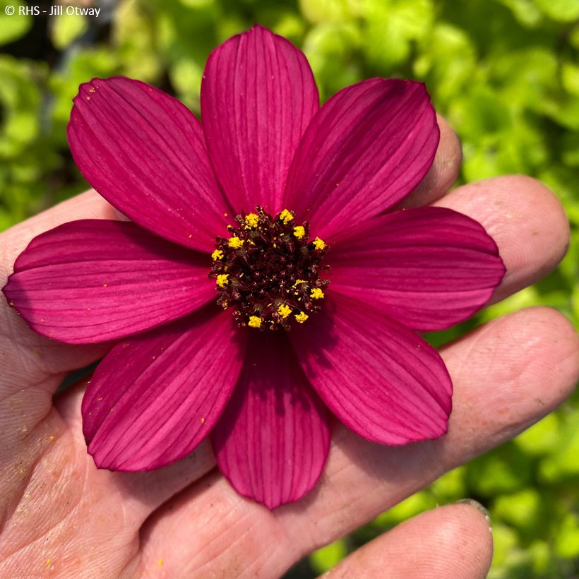 Schokoladen-Kosmee Cherry Chocolat - Cosmos atrosanguineus (Blüte)