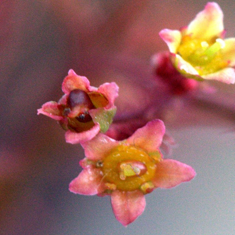 Perückenstrauch Grace - Cotinus (Blüte)