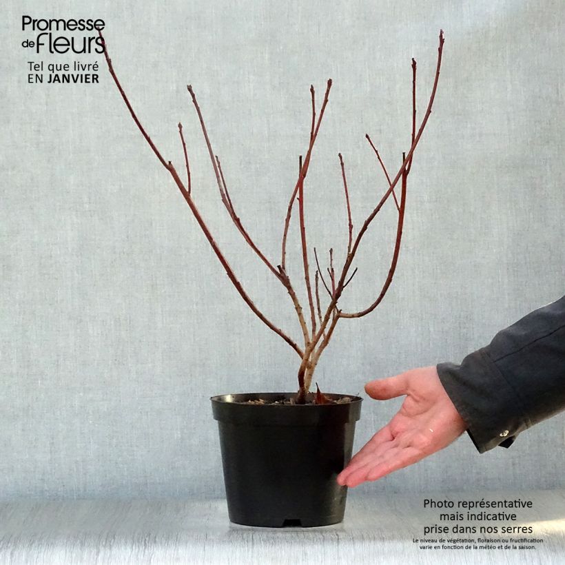 Exemplar von Cotinus Grace - Arbre à perruque en pot de 3,5L wie im Winter geliefert