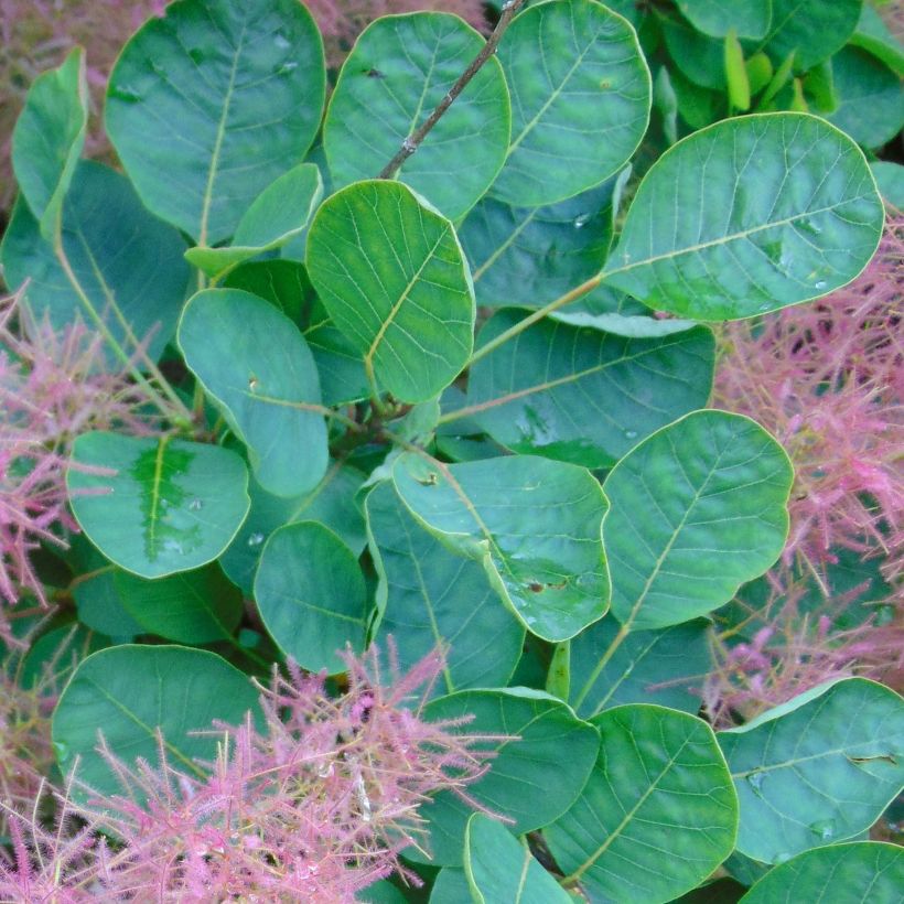 Perückenstrauch Joe - Cotinus coggygria (Laub)