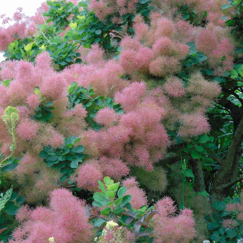 Perückenstrauch Joe - Cotinus coggygria (Blüte)