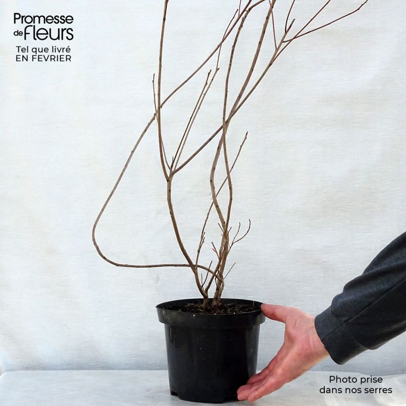 Exemplar von Cotinus coggygria - Arbre à Perruques Pot de 3L wie im Winter geliefert