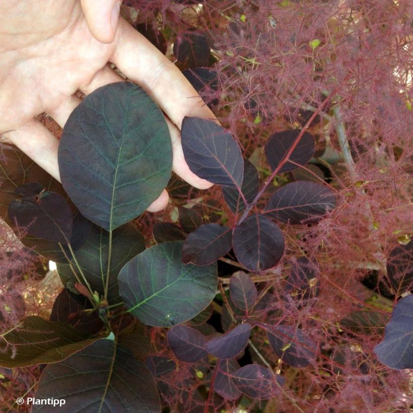 Perückenstrauch Dusky Maiden - Cotinus coggygria (Laub)