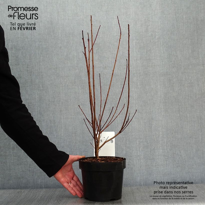 Exemplar von Cotinus coggygria Dusky Maiden - Arbre à Perruques Pot de 3L/4L wie im Winter geliefert