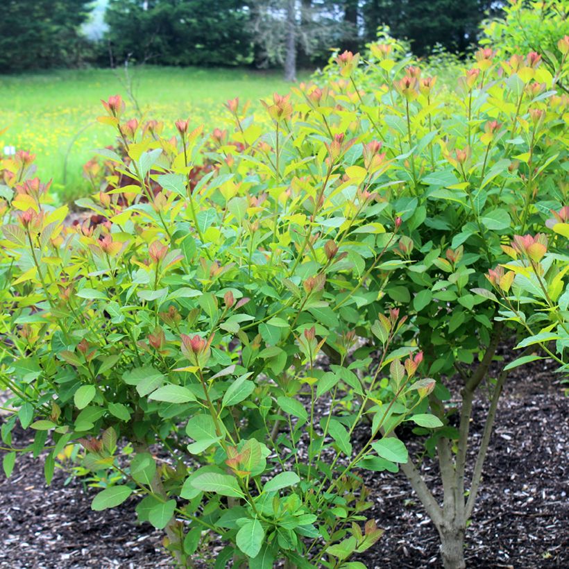 Perückenstrauch Flame - Cotinus coggygria (Hafen)