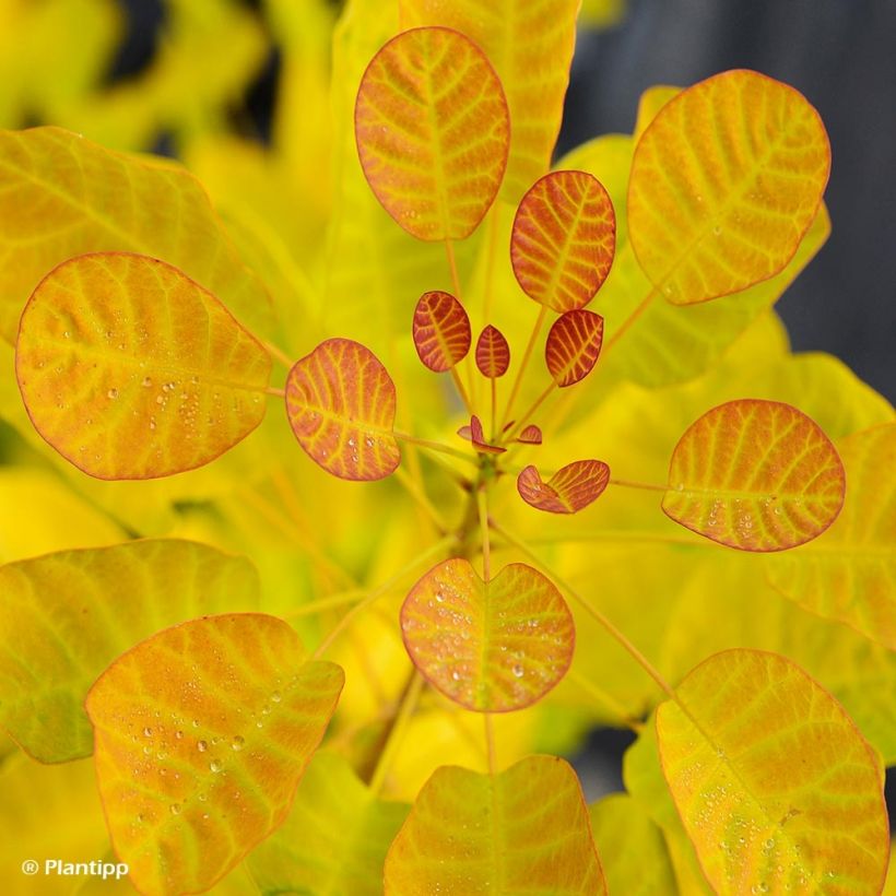 Perückenstrauch Golden Lady - Cotinus coggygria (Laub)