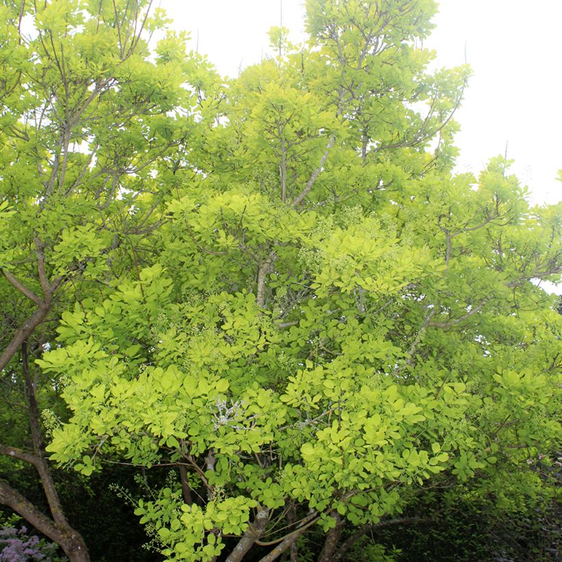 Perückenstrauch Golden Spirit - Cotinus coggygria (Hafen)