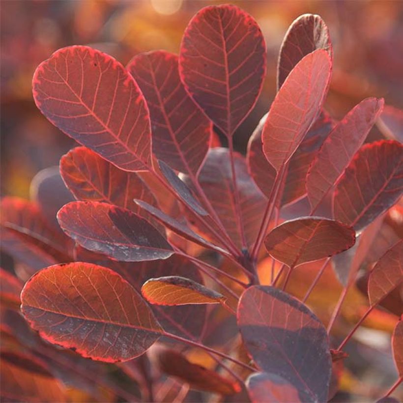 Perückenstrauch Lilla - Cotinus coggygria (Laub)