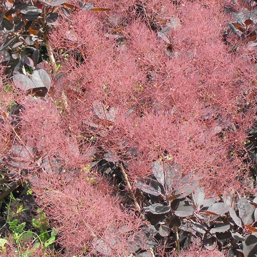 Perückenstrauch Lilla - Cotinus coggygria (Blüte)