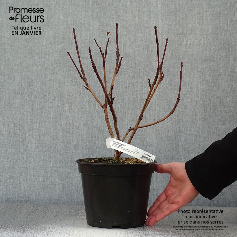 Exemplar von Cotinus coggygria Old Fashioned - Arbre à Perruques Pot de 3L/4L wie im Winter geliefert