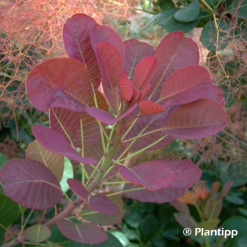 Perückenstrauch Red Spirit - Cotinus coggygria (Laub)