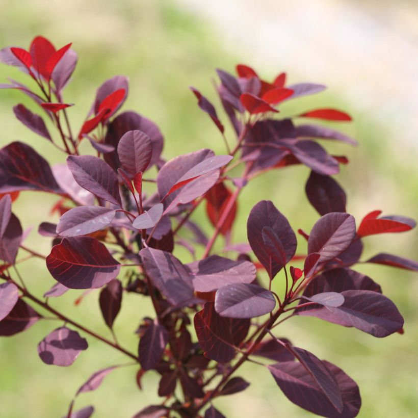 Perückenstrauch Winecraft Black - Cotinus coggygria (Laub)