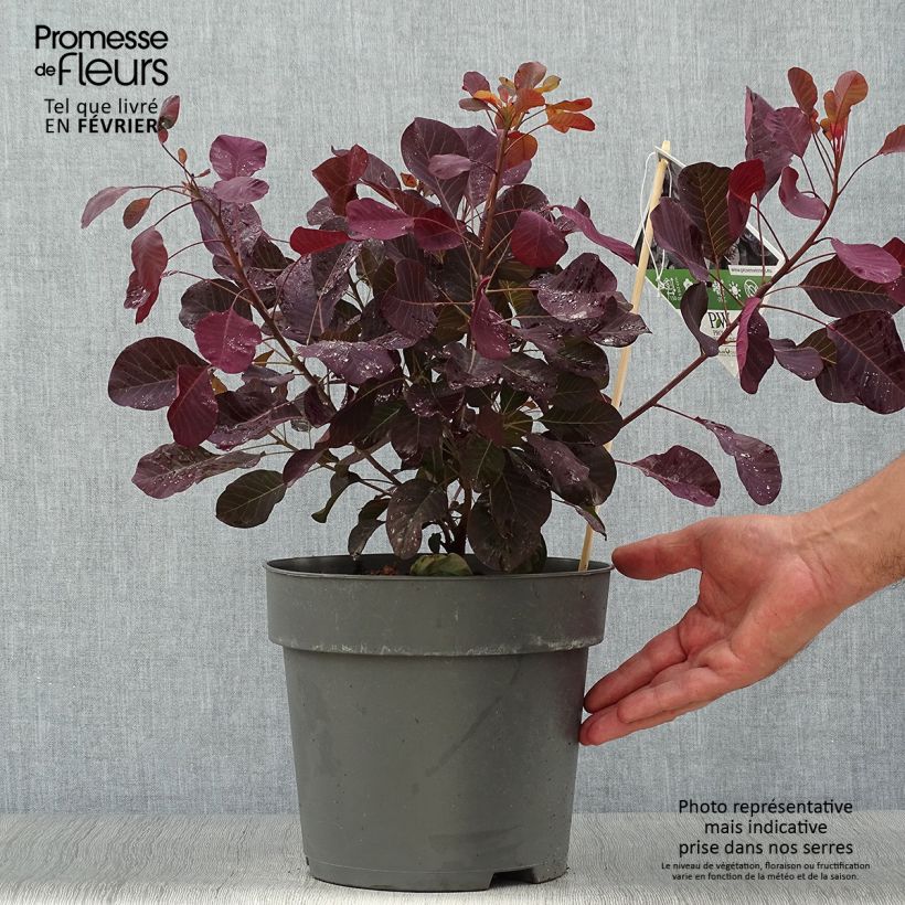 Exemplar von Cotinus coggygria Winecraft Black - Arbre à perruque Pot de 3L/4L wie im Herbst geliefert