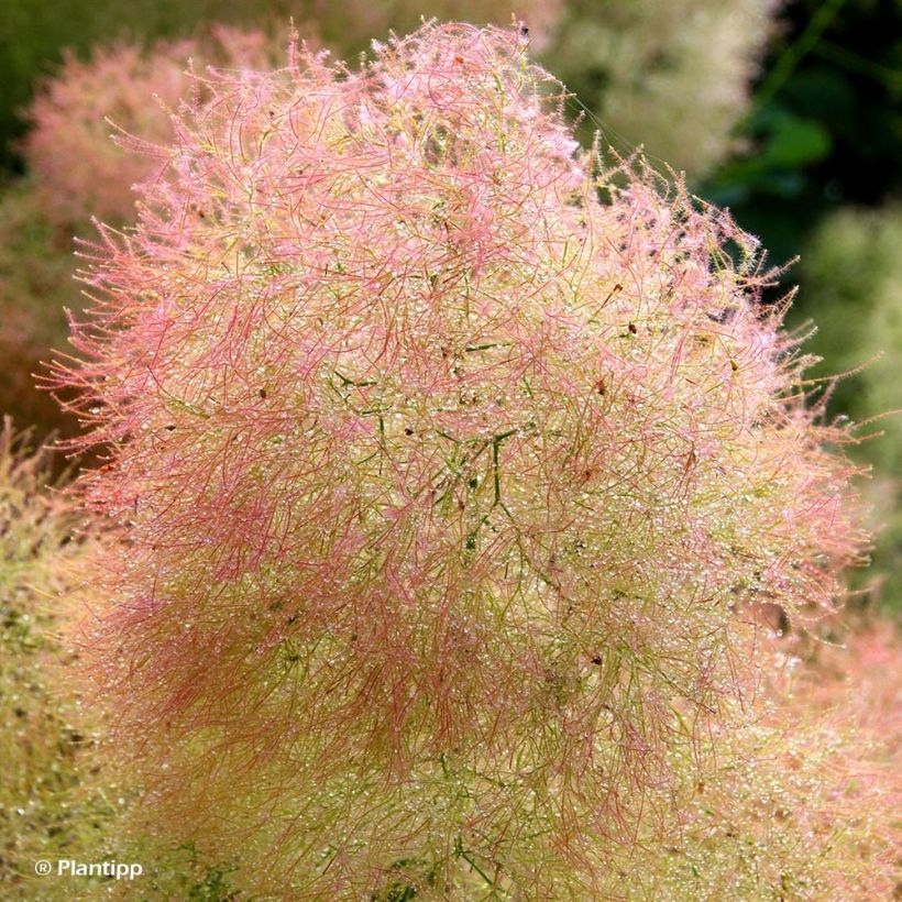 Perückenstrauch Young Lady - Cotinus coggygria (Blüte)