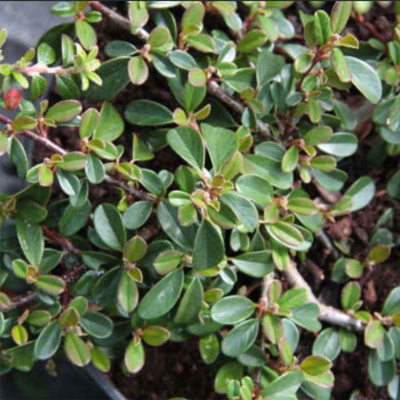 Cotoneaster dammeri Eichholz - Teppich-Zwergmispel (Laub)