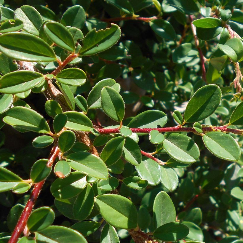 Cotoneaster suecicus Skogholm - Zwergmispel (Laub)