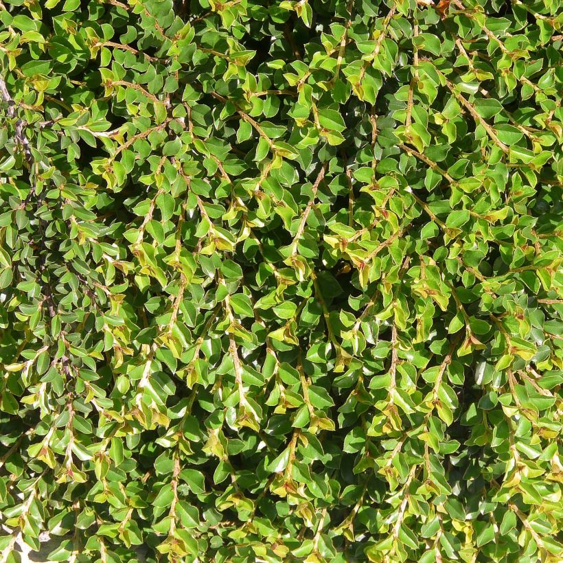 Cotoneaster adpressus - Zwergmispel (Laub)