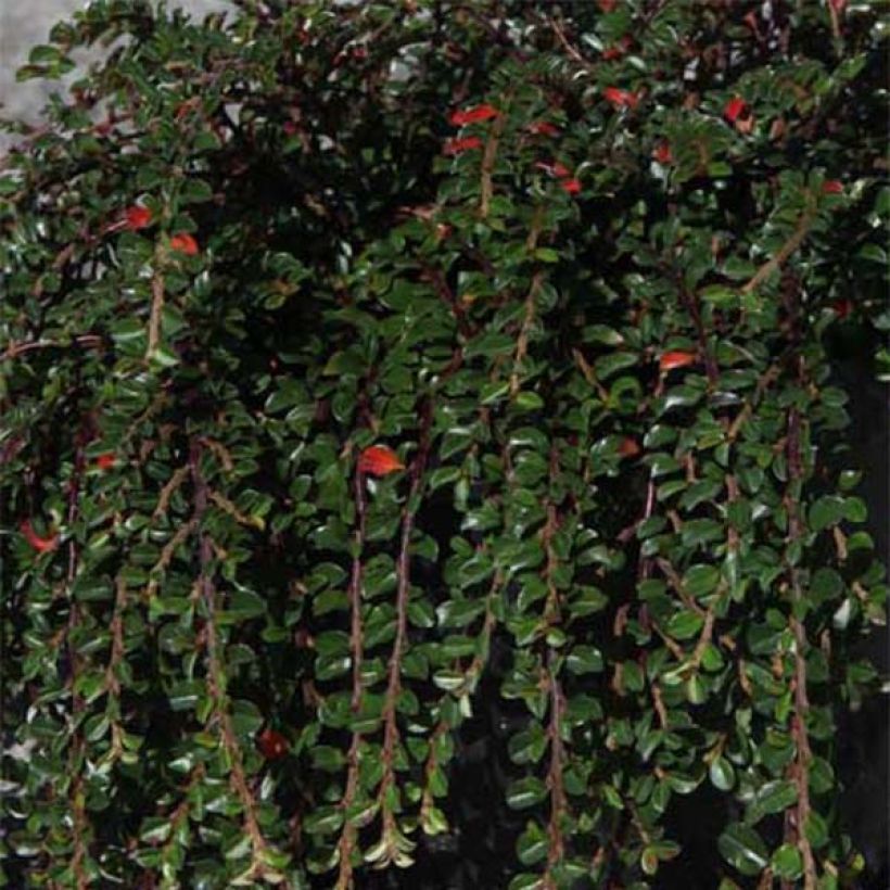 Cotoneaster adpressus Little Gem - Zwergmispel (Laub)