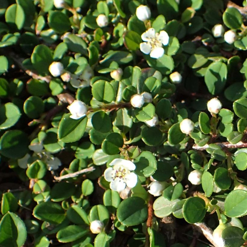 Cotoneaster congestus - Zwergmispel (Laub)