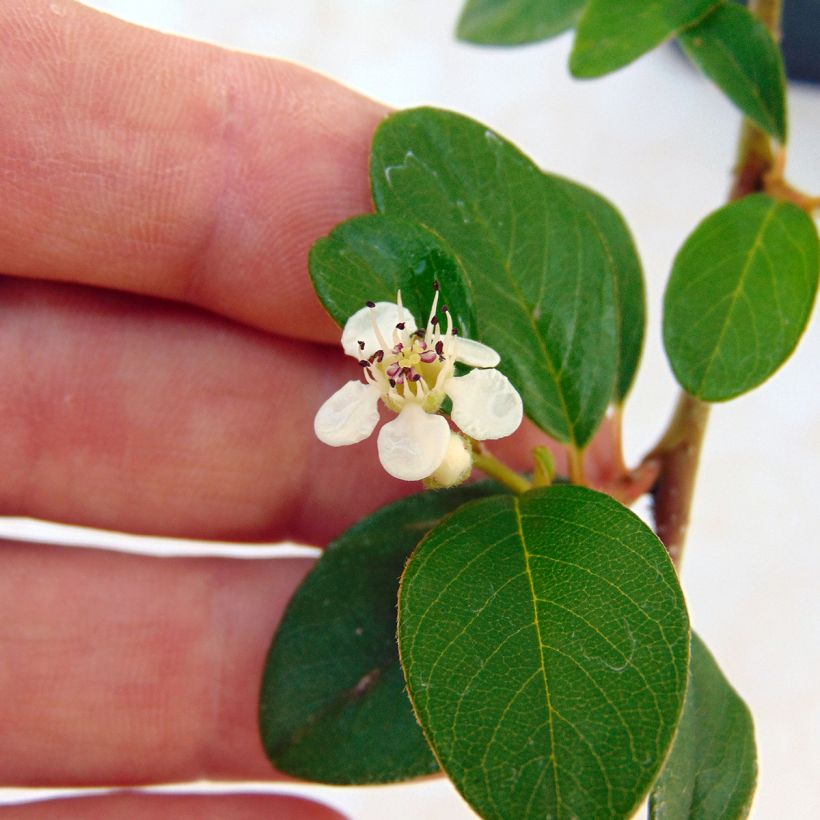 Cotoneaster dammeri - Teppich-Zwergmispel (Blüte)