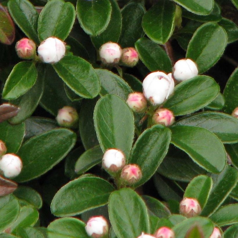 Cotoneaster dammeri Evergreen - Teppich-Zwergmispel (Laub)