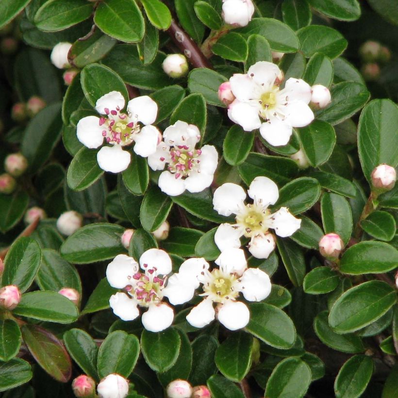 Cotoneaster dammeri Evergreen - Teppich-Zwergmispel (Blüte)