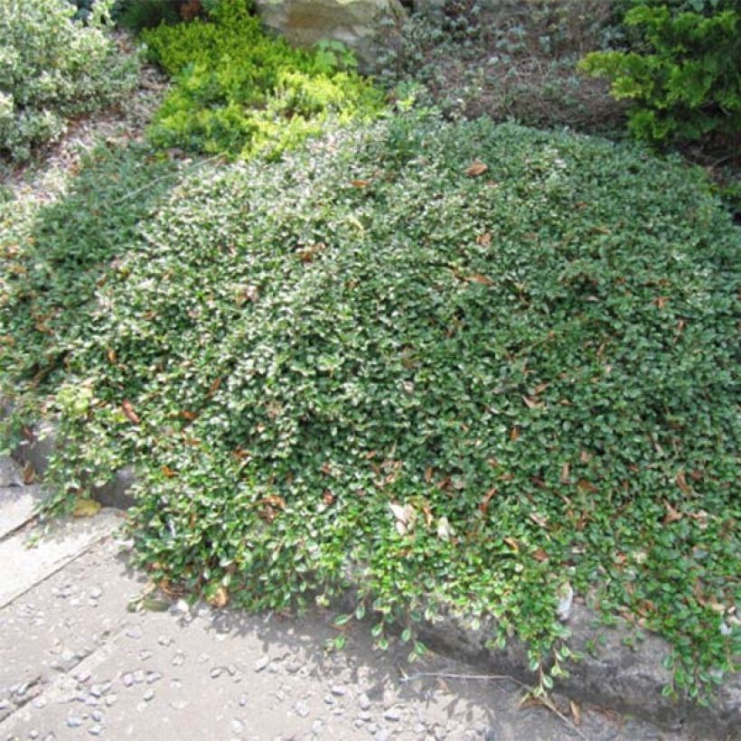 Cotoneaster dammeri Evergreen - Teppich-Zwergmispel (Hafen)