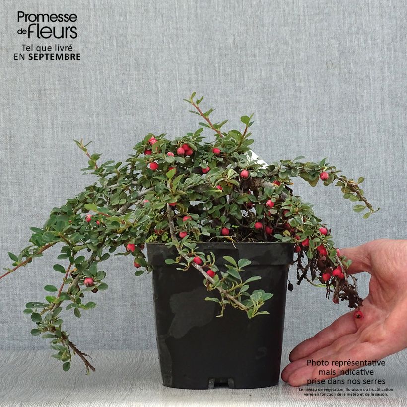 Exemplar von Cotoneaster dammeri Evergreen - Cotoneaster de Dammer Pot de 2L/3L wie im Herbst geliefert