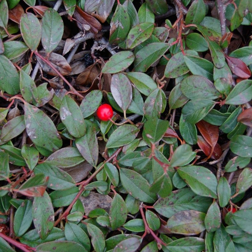 Cotoneaster dammeri Major - Teppich-Zwergmispel (Laub)