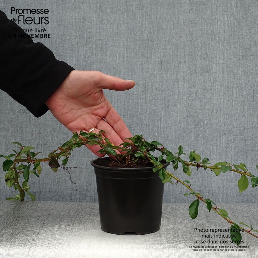 Exemplar von Cotoneaster dammeri Major Pot de 1L/1,5L wie im Herbst geliefert