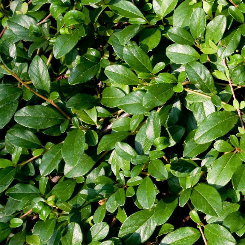 Cotoneaster dammeri Miranda - Teppich-Zwergmispel (Laub)