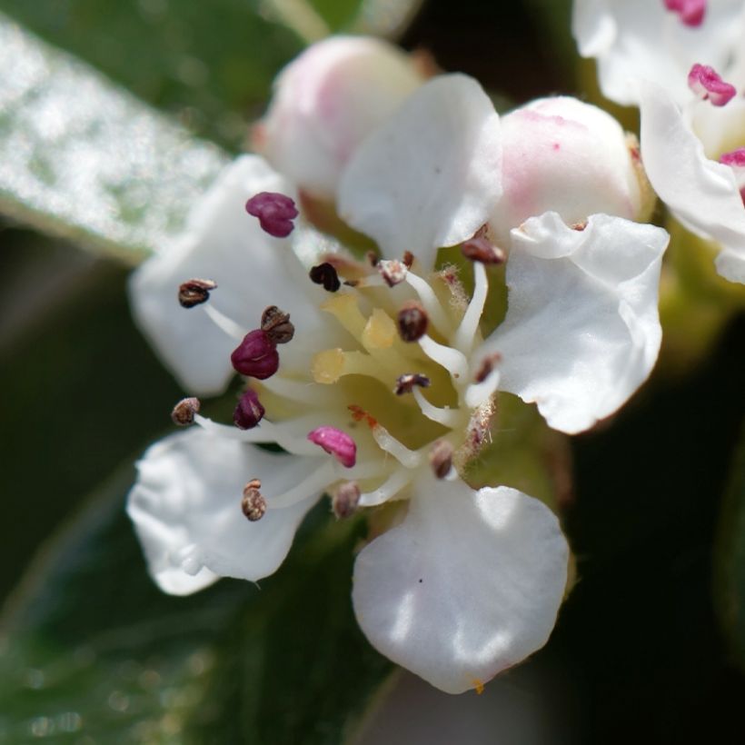 Cotoneaster dammeri Miranda - Teppich-Zwergmispel (Blüte)