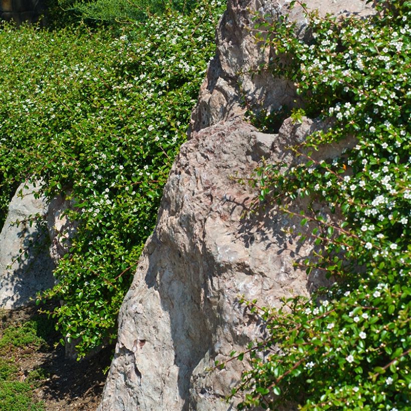 Cotoneaster dammeri Miranda - Teppich-Zwergmispel (Hafen)