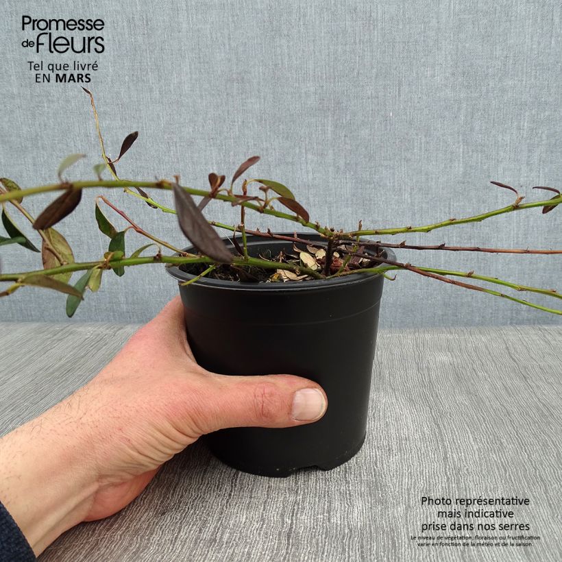 Exemplar von Cotoneaster dammeri Miranda Pot de 1L/1,5L wie im Winter geliefert