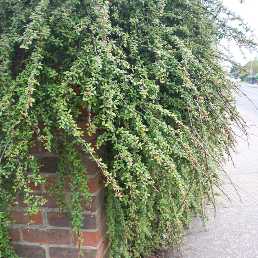 Cotoneaster dammeri Royal Carpet - Teppich-Zwergmispel (Hafen)