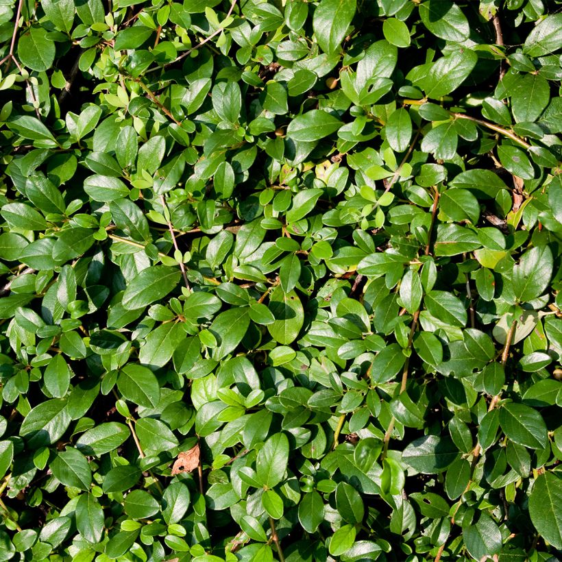 Cotoneaster dammeri Royal Carpet - Teppich-Zwergmispel (Laub)