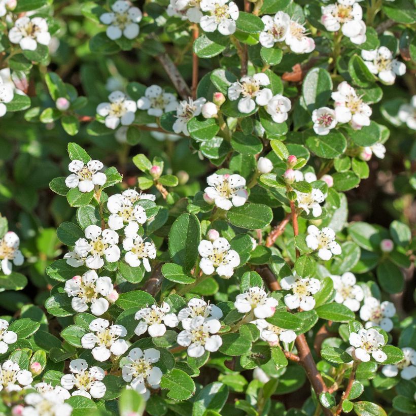 Cotoneaster dammeri Royal Carpet - Teppich-Zwergmispel (Blüte)