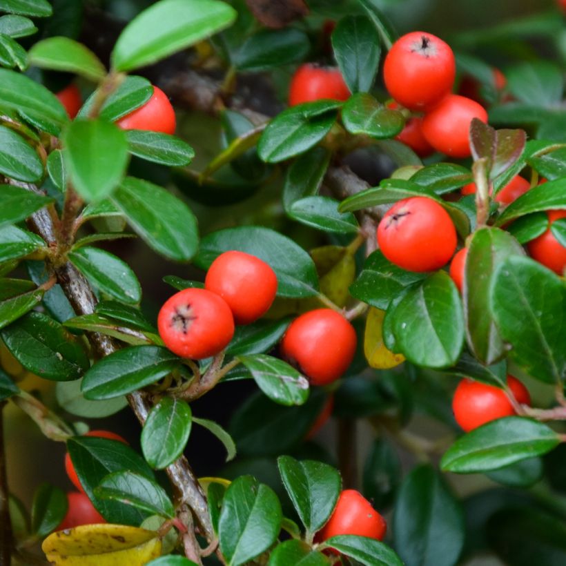 Cotoneaster dammeri Royal Carpet - Teppich-Zwergmispel (Ernte)