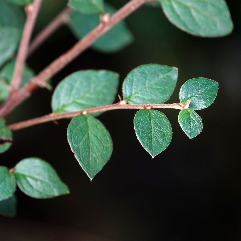 Cotoneaster dielsianus var. elegans - Zwergmispel (Laub)