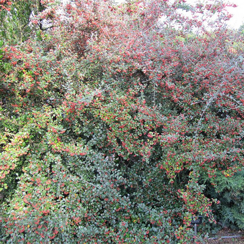 Cotoneaster dielsianus var. elegans - Zwergmispel (Hafen)