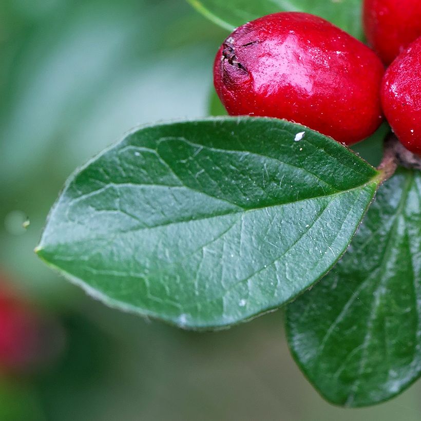 Cotoneaster divaricatus - Zwergmispel (Laub)