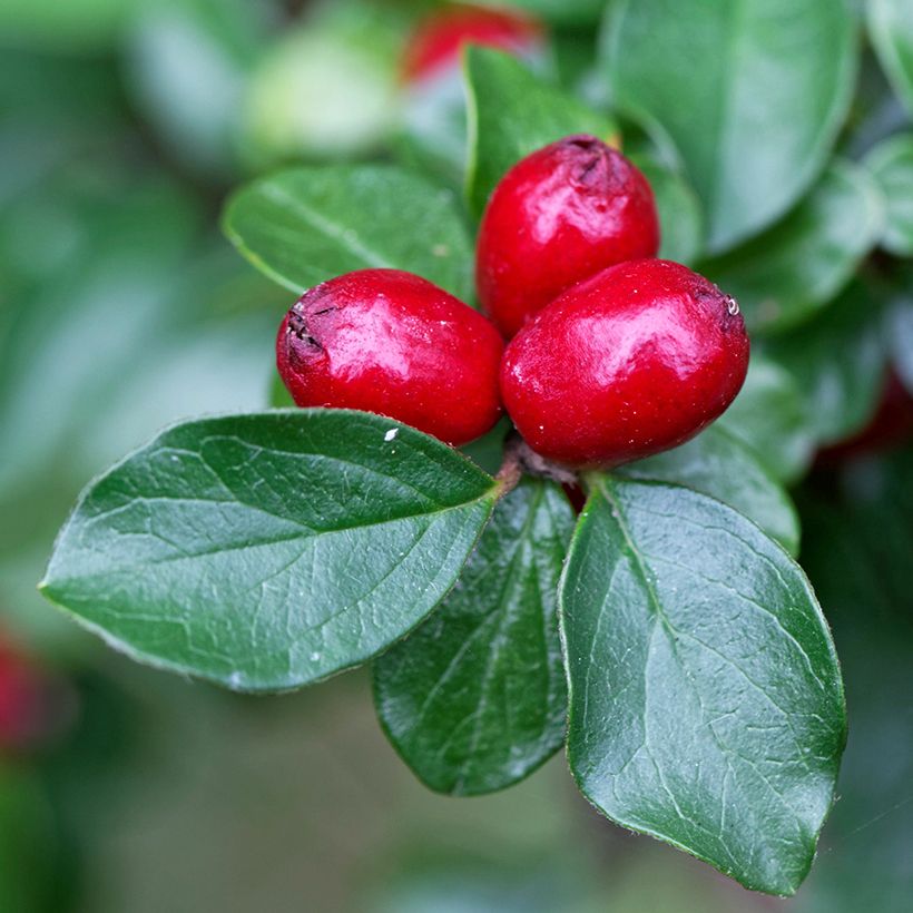 Cotoneaster divaricatus - Zwergmispel (Ernte)