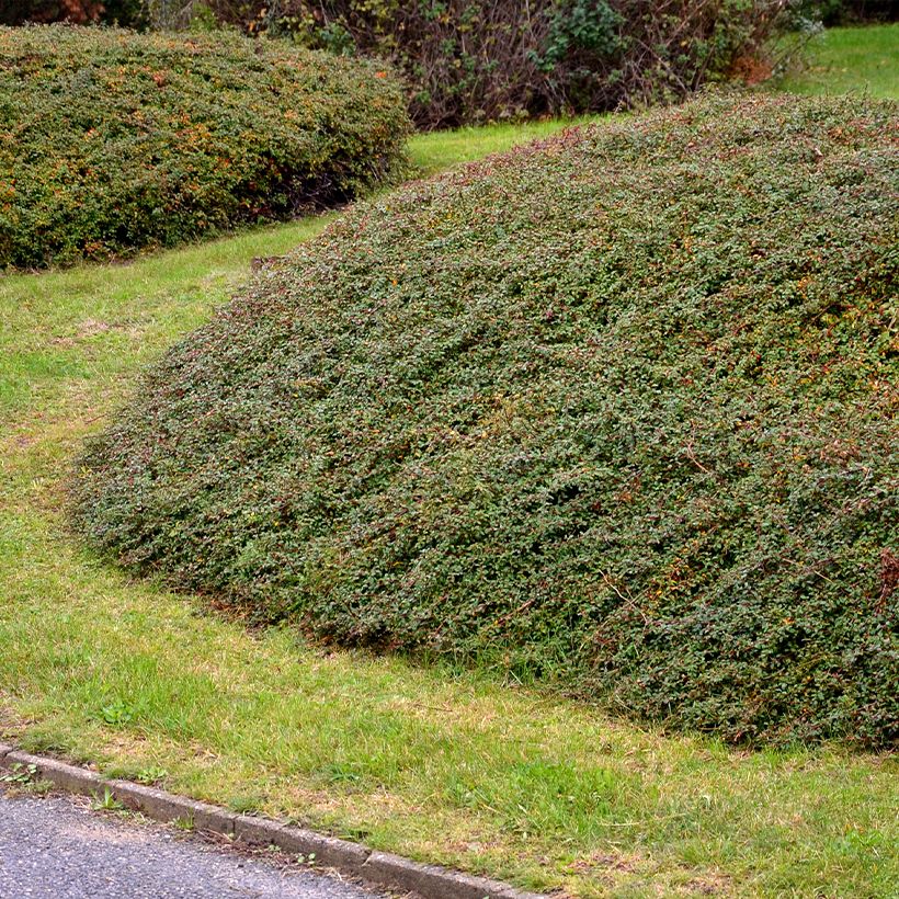 Cotoneaster divaricatus - Zwergmispel (Hafen)