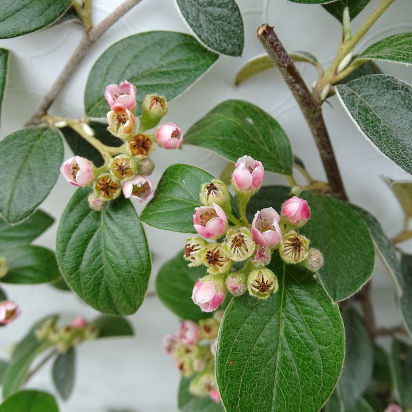 Cotoneaster franchetii - Zwergmispel (Blüte)