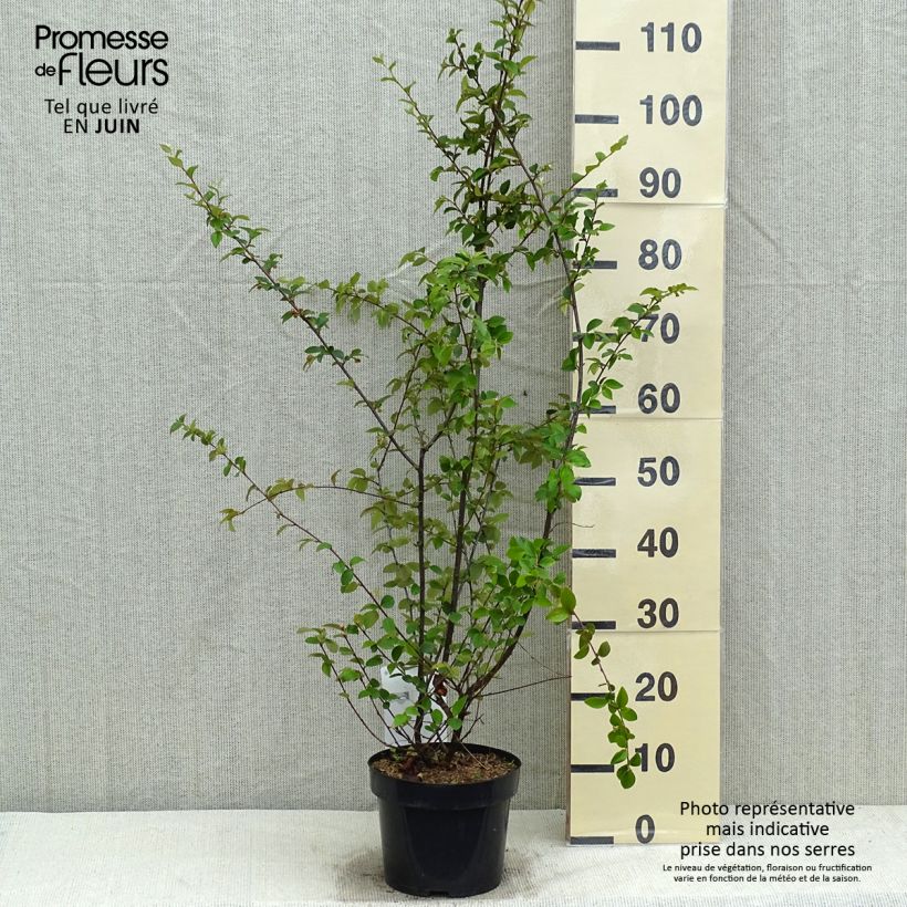 Exemplar von Cotoneaster franchetii - Zwergmispel Topf mit 2L/3LGelieferte Höhe ca. 40/60cm wie im Frühjahr geliefert