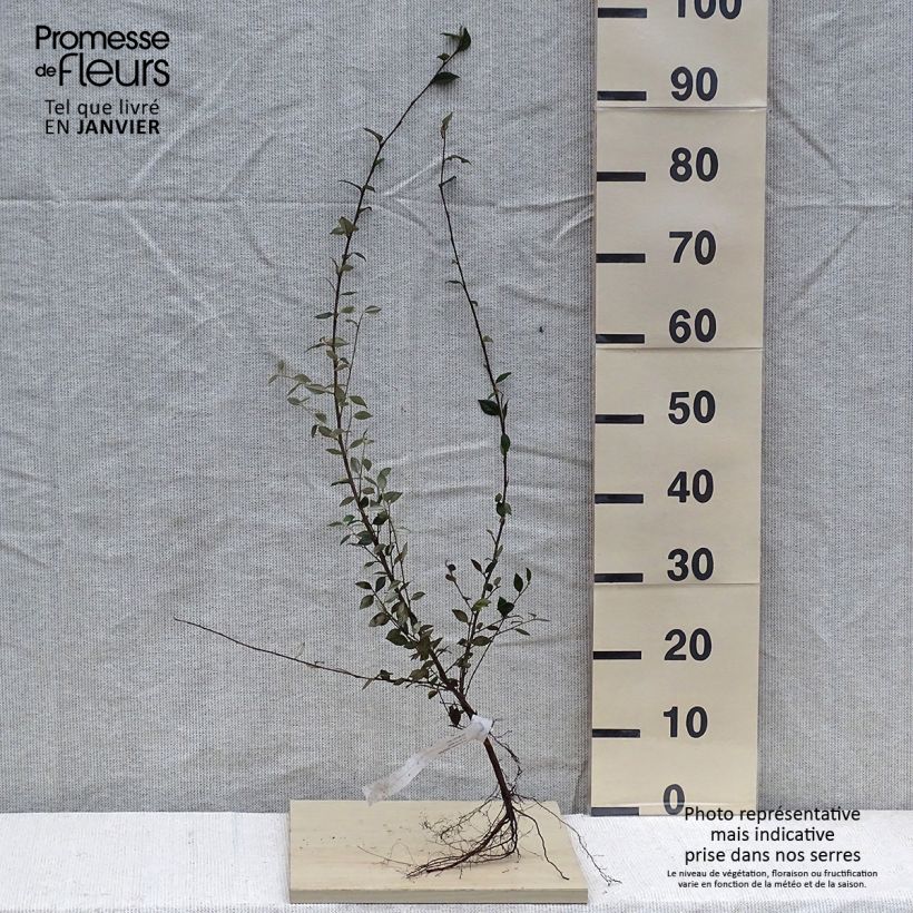 Exemplar von Cotoneaster franchetii - Zwergmispel wie im Winter geliefert