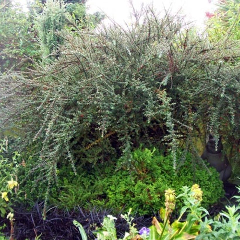 Cotoneaster integrifolius - Zwergmispel (Hafen)