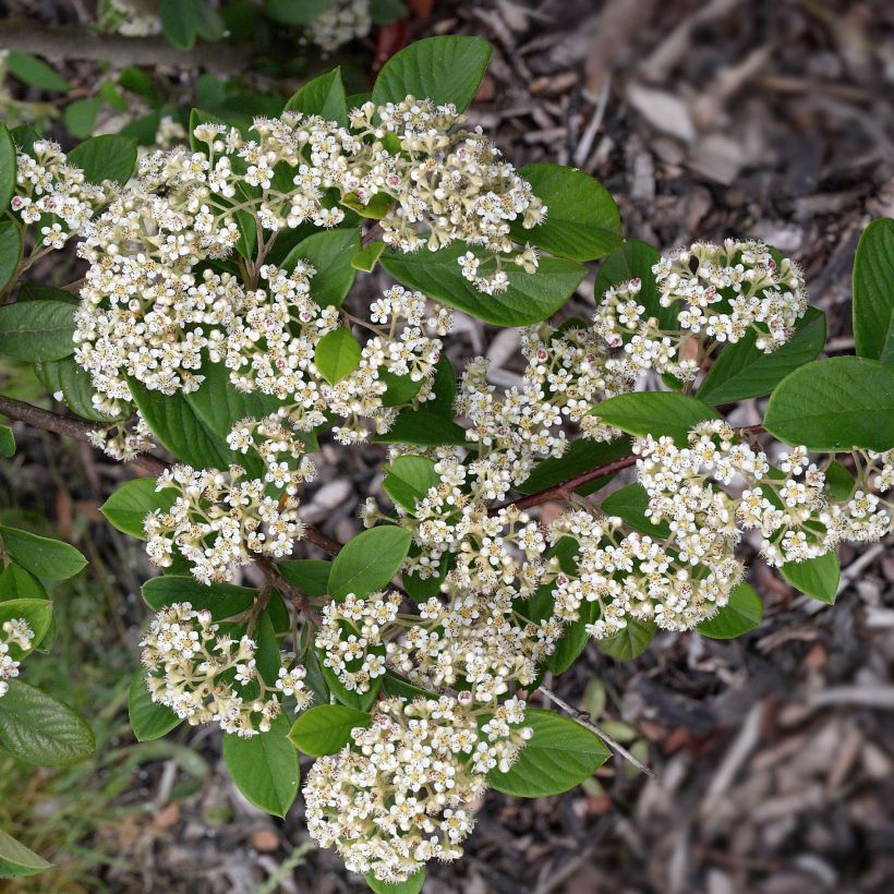 Cotoneaster lacteus - Zwergmispel (Blüte)